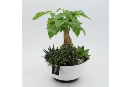 Arrangementen kamerplanten GRCR-2661 Green Essentials 4 pp