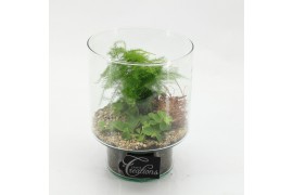 Arrangementen kamerplanten GRCR-2602 Green Essentials 2 pp