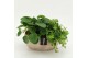 Arrangementen kamerplanten GRCR-2626 Green Essentials 2 pp 