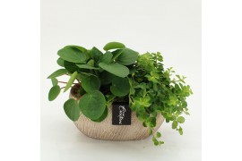 Arrangementen kamerplanten GRCR-2626 Green Essentials 2 pp