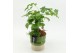 Arrangementen kamerplanten GRCR-2637 Green Essentials 2 pp 