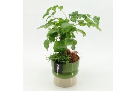 Arrangementen kamerplanten GRCR-2637 Green Essentials 2 pp