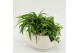 Arrangementen kamerplanten GRCR-2636 Green Essentials 2 pp 