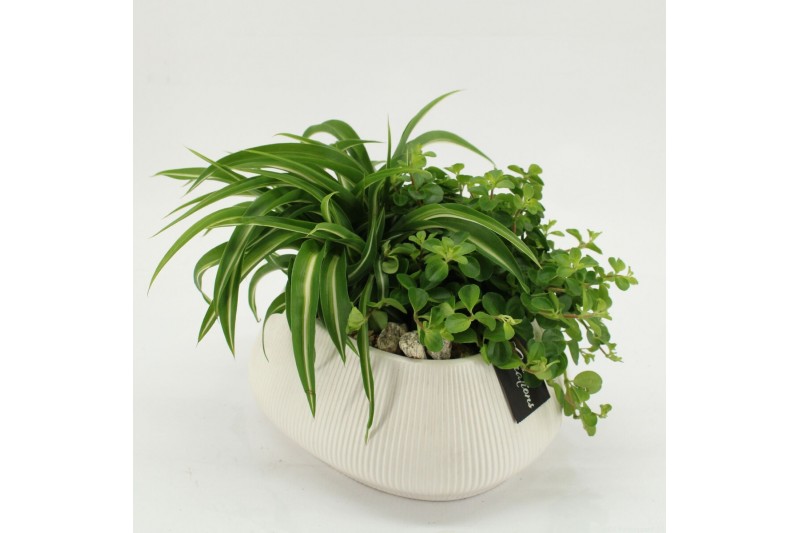 Arrangementen kamerplanten GRCR-2636 Green Essentials 2 pp 