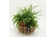 Arrangementen kamerplanten GRCR-2634 Green Essentials 3 pp 