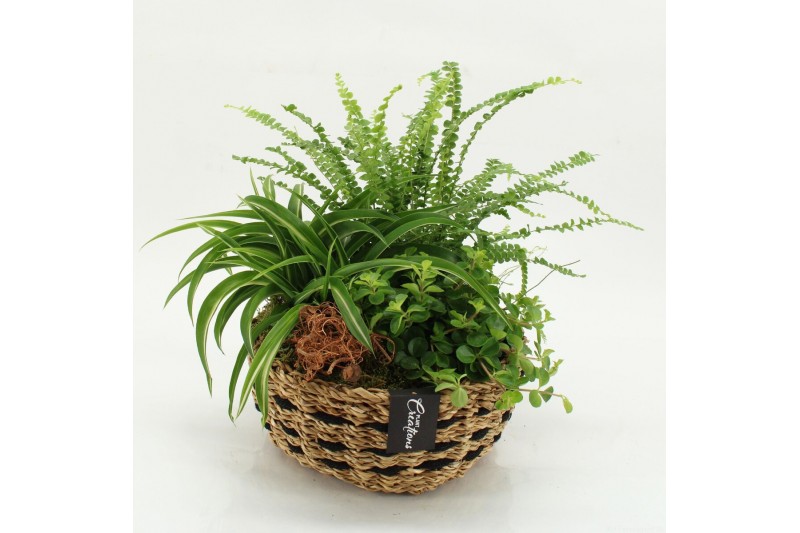 Arrangementen kamerplanten GRCR-2634 Green Essentials 3 pp 