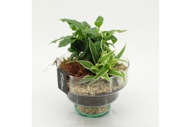Arrangementen kamerplanten GRCR-2607 Green Essentials 2 pp