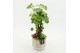 Arrangementen kamerplanten GRCR-2621 Green Essentials 2 pp 