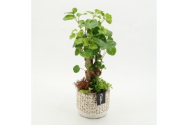 Arrangementen kamerplanten GRCR-2621 Green Essentials 2 pp