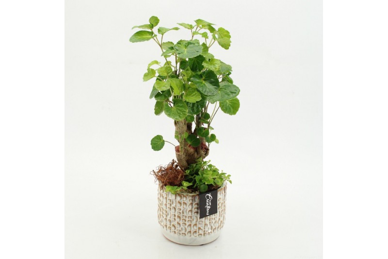 Arrangementen kamerplanten GRCR-2621 Green Essentials 2 pp 