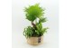 Arrangementen kamerplanten GRCR-2632 Green Essentials 3 pp 