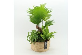 Arrangementen kamerplanten GRCR-2632 Green Essentials 3 pp