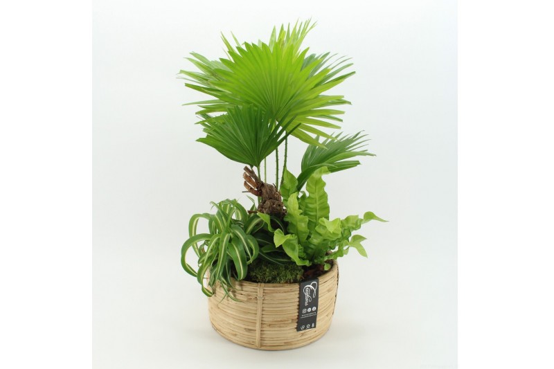 Arrangementen kamerplanten GRCR-2632 Green Essentials 3 pp 