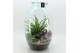 Arrangementen kamerplanten GRCR-2613 Green Essentials terrarium 3 pp 