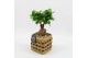 Arrangementen kamerplanten GRCR-2633 Green Essentials 1 pp 