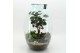 Arrangementen kamerplanten GRCR-2615 Green Essentials terrarium 3 pp 