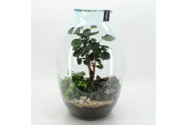 Arrangementen kamerplanten GRCR-2615 Green Essentials terrarium 3 pp