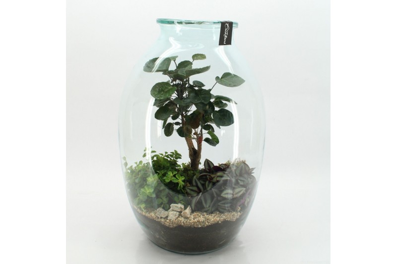 Arrangementen kamerplanten GRCR-2615 Green Essentials terrarium 3 pp 