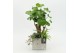 Arrangementen kamerplanten GRCR-2658 Green Essentials 3 pp 