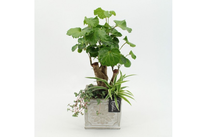 Arrangementen kamerplanten GRCR-2658 Green Essentials 3 pp 