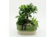 Arrangementen kamerplanten GRCR-2638 Green Essentials 3 pp 