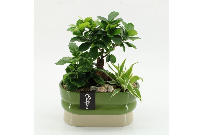 Arrangementen kamerplanten GRCR-2638 Green Essentials 3 pp 