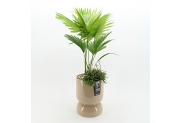 Arrangementen kamerplanten GRCR-2624 Green Essentials 2 pp