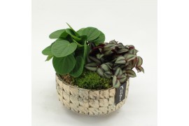 Arrangementen kamerplanten GRCR-2643 Green Essentials 2 pp