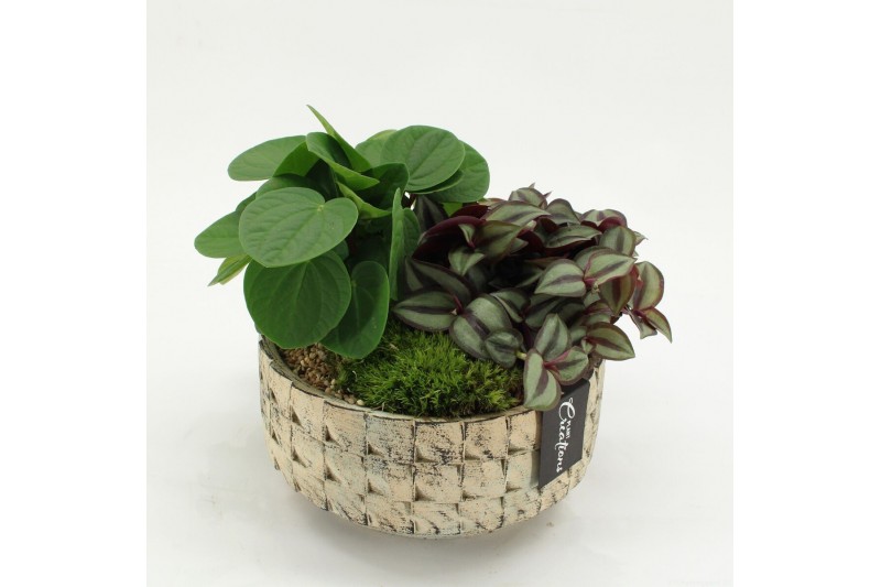 Arrangementen kamerplanten GRCR-2643 Green Essentials 2 pp 