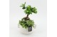 Arrangementen kamerplanten GRCR-2647 Green Essentials 3 pp 