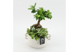 Arrangementen kamerplanten GRCR-2647 Green Essentials 3 pp