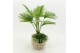 Arrangementen kamerplanten GRCR-2642 Green Essentials 2 pp 