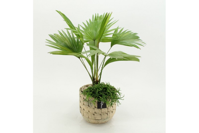 Arrangementen kamerplanten GRCR-2642 Green Essentials 2 pp 