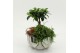 Arrangementen kamerplanten GRCR-2656 Green Essentials 2 pp 