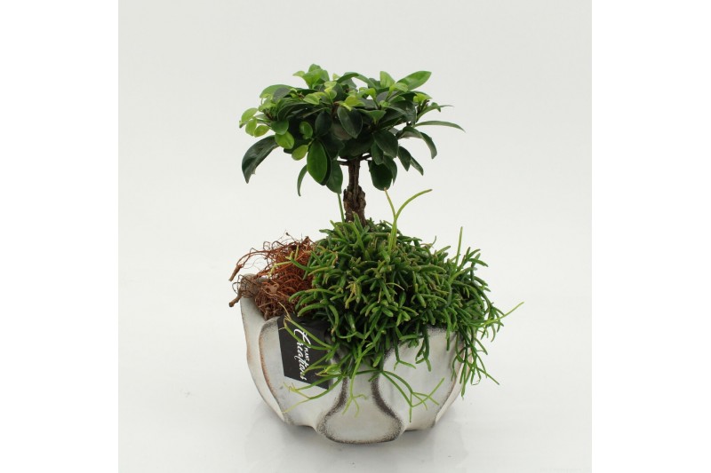 Arrangementen kamerplanten GRCR-2656 Green Essentials 2 pp 