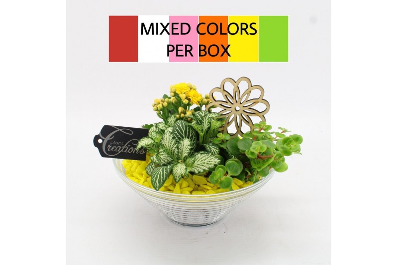 Arrangementen kamerplanten FDCR-2601M Basic Fundamentals 3 pp 