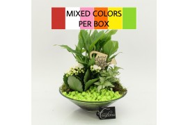 Arrangementen kamerplanten FDCR-2602M Basic Fundamentals 3 pp