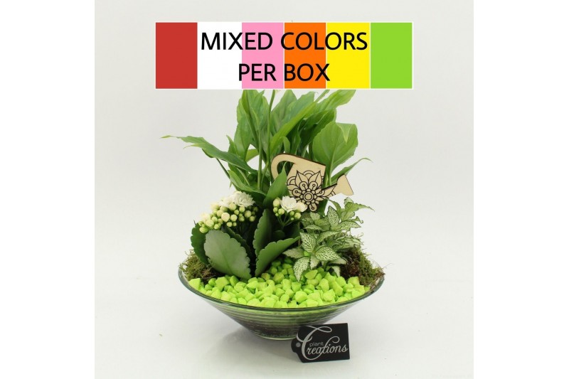 Arrangementen kamerplanten FDCR-2602M Basic Fundamentals 3 pp 