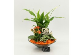 Arrangementen kamerplanten FDCR-2602OR Basic Fundamentals 3 pp