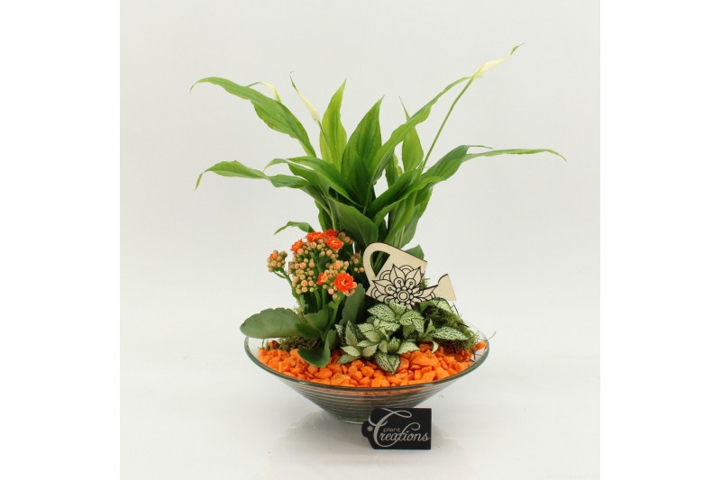 Arrangementen kamerplanten FDCR-2602OR Basic Fundamentals 3 pp 