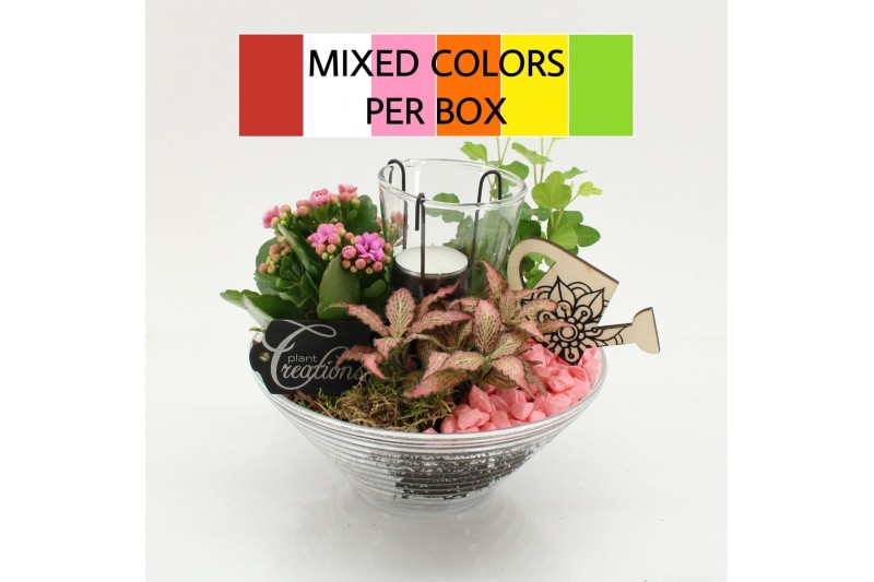 Arrangementen kamerplanten FDCR-2603M Basic Fundamentals 3 pp 