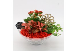 Arrangementen kamerplanten FDCR-2601R Basic Fundamentals 3 pp