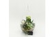 Arrangementen kamerplanten FDCR-2605W Basic Fundamentals terrarium 3 p 