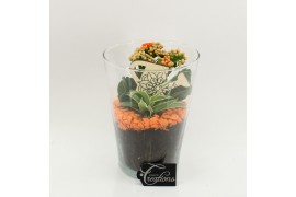 Arrangementen kamerplanten FDCR-2604OR Basic Fundamentals 2 pp