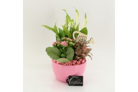 Arrangementen kamerplanten FDCR-2607RZ Basic Fundamentals 3 pp