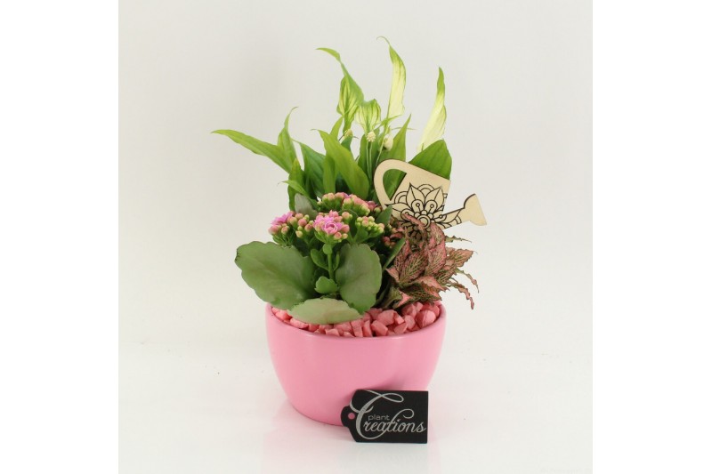 Arrangementen kamerplanten FDCR-2607RZ Basic Fundamentals 3 pp 