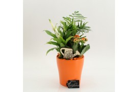 Arrangementen kamerplanten FDCR-2608OR Basic Fundamentals 3 pp