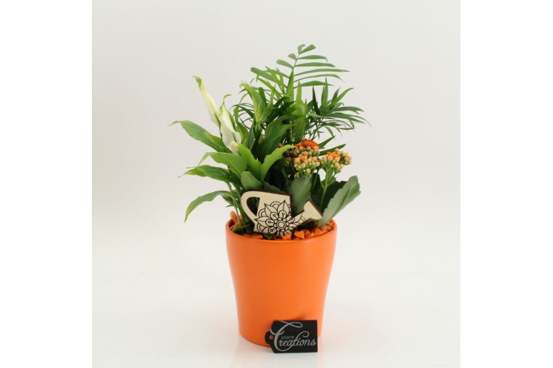 Arrangementen kamerplanten FDCR-2608OR Basic Fundamentals 3 pp 