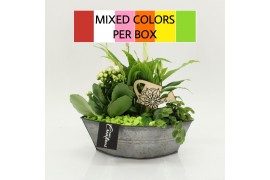 Arrangementen kamerplanten FDCR-2614M Basic Fundamentals 3 pp