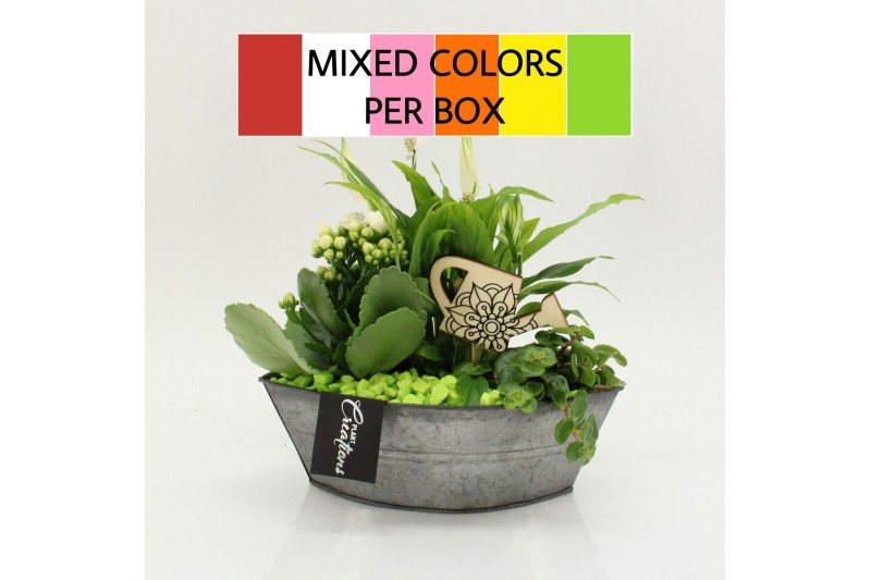 Arrangementen kamerplanten FDCR-2614M Basic Fundamentals 3 pp 